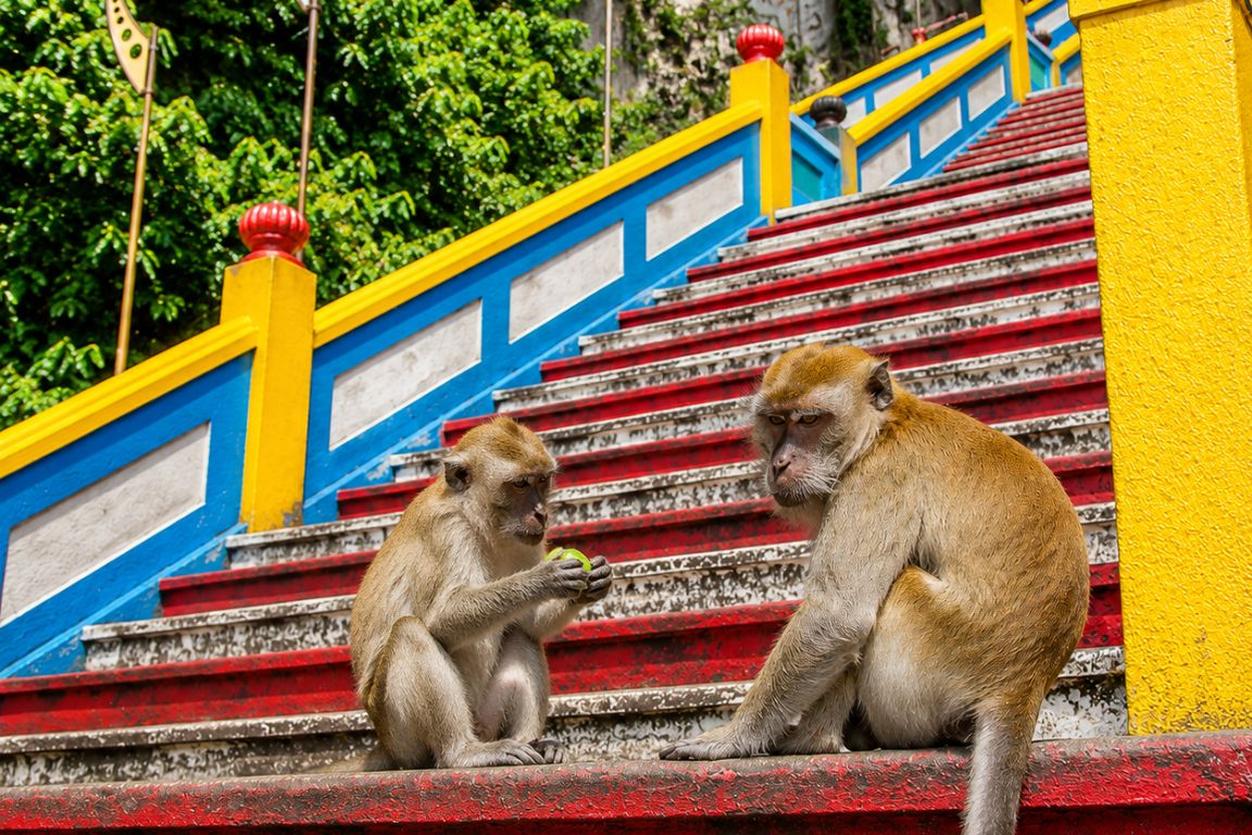 Long-tailed macaques on the vibrant Batu Caves temple stairs photographed during a Malaysia sightseeing experience with Batu Caves Tours
