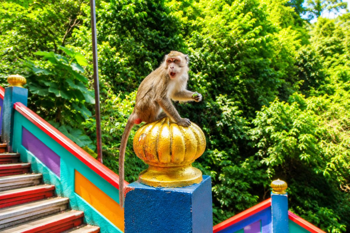 Monkey sitting on the colorful Batu Caves staircase during a guided sightseeing tour with Batu Caves Tours in Malaysia